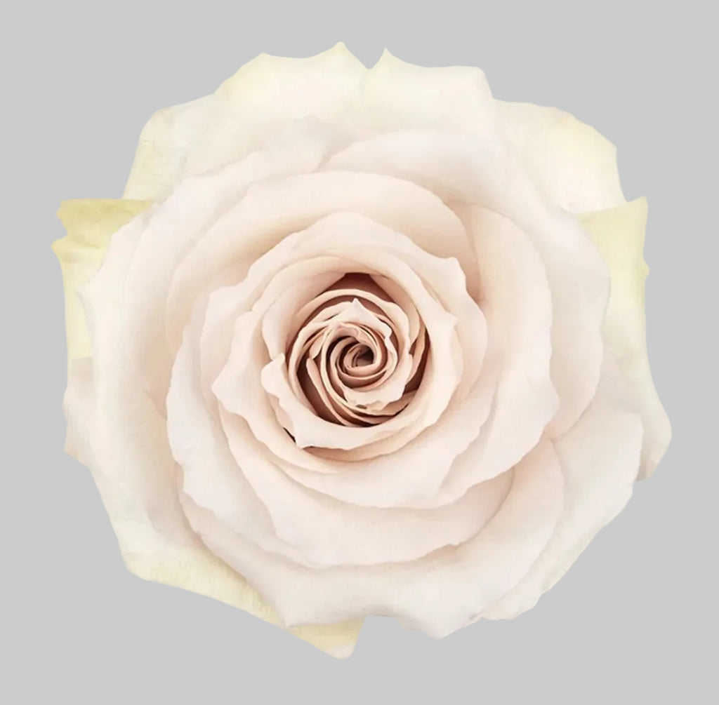 Rosa Crema 12 Tallos