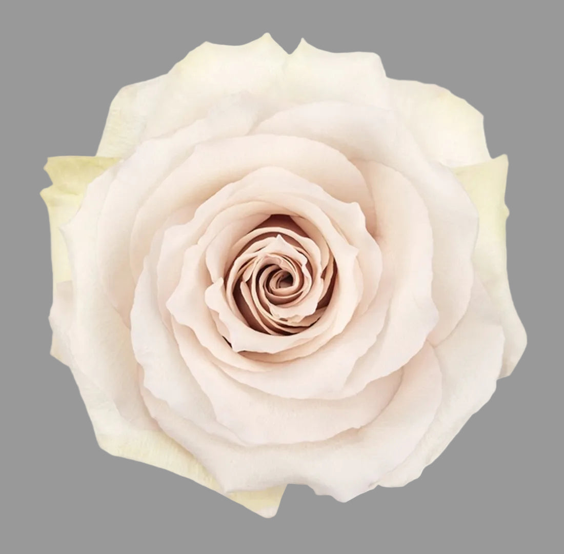 Rosa Crema 12 Tallos