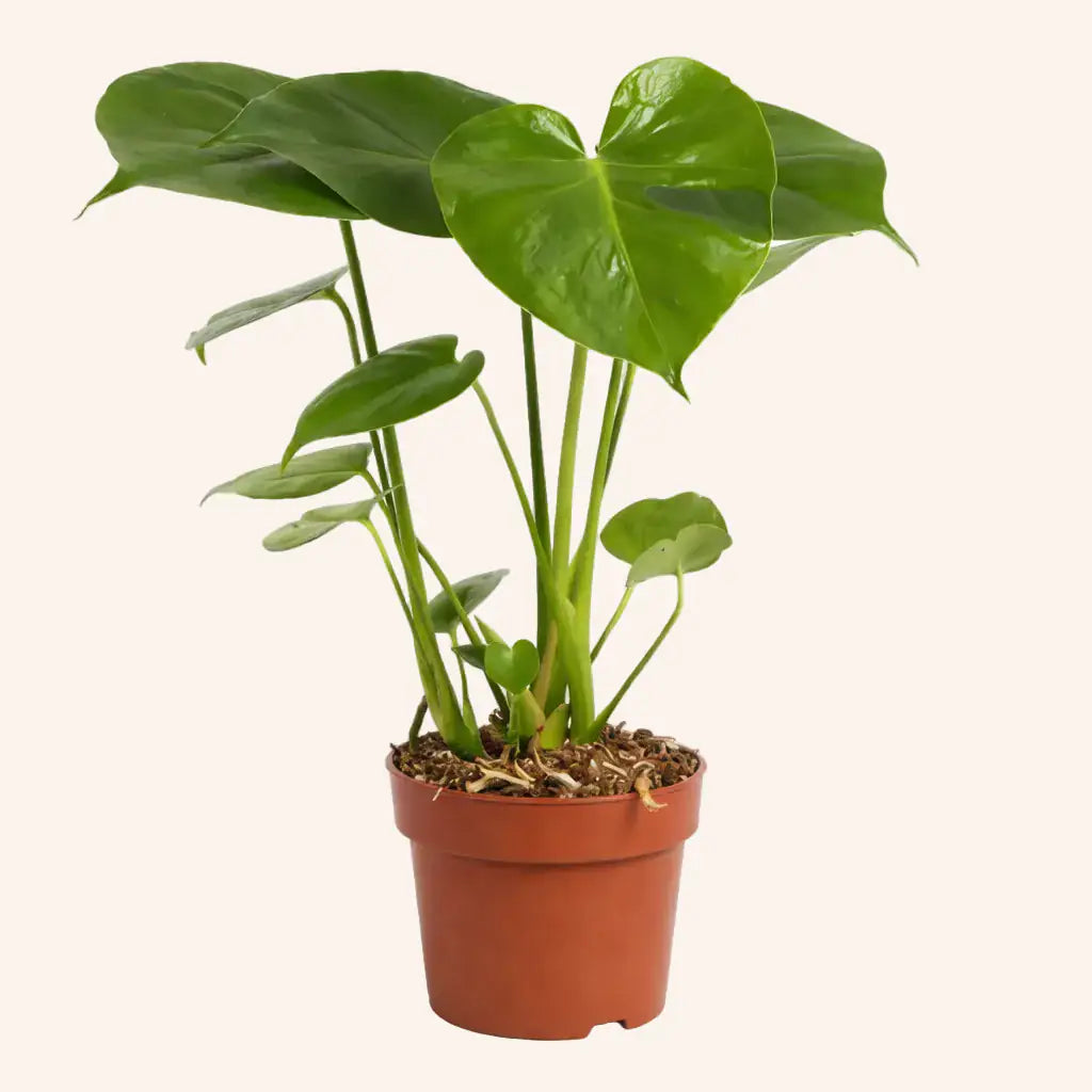Monstera deliciosa