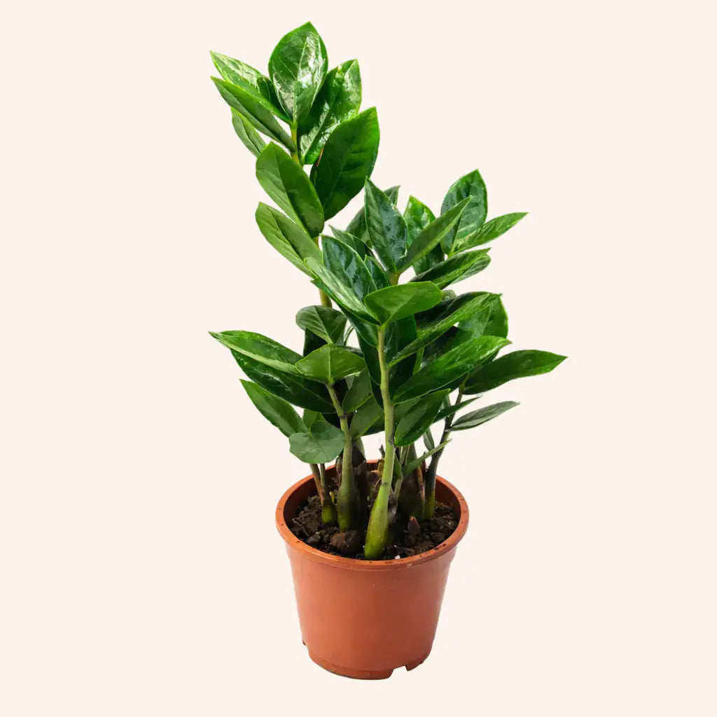 Zamioculcas
