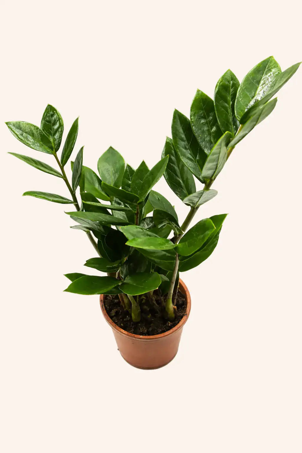 Zamioculcas