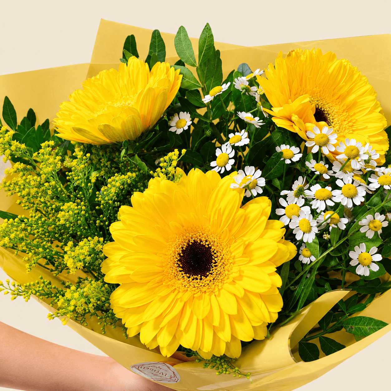 Ramo Gerbera Field