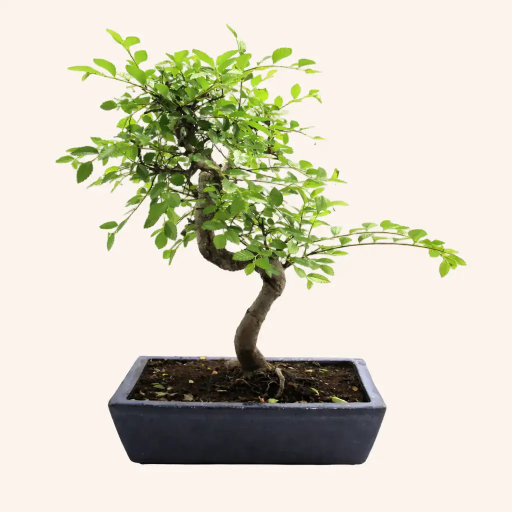 Bonsai Indoor