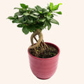 Ficus microcarpa Ginseng