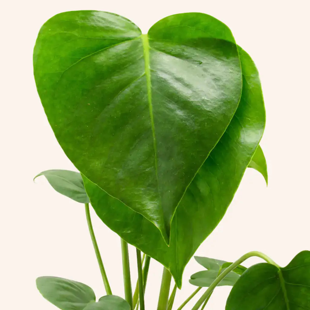 Monstera deliciosa