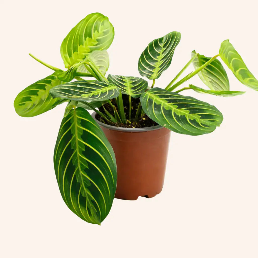 Calathea