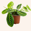 Calathea