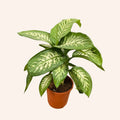 Dieffenbachia