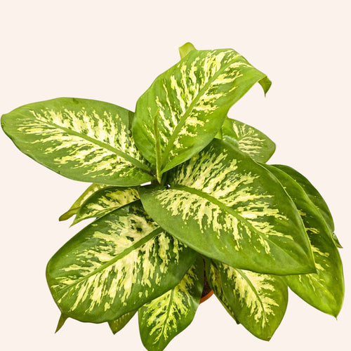 Dieffenbachia
