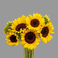 Girasol 10 Tallos