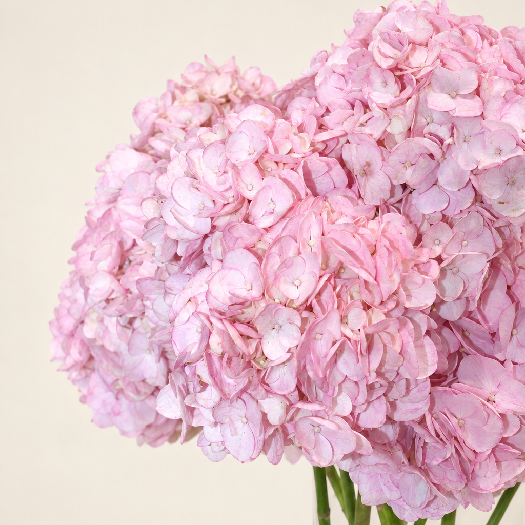 Hortensias