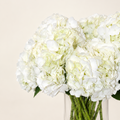 Hortensias