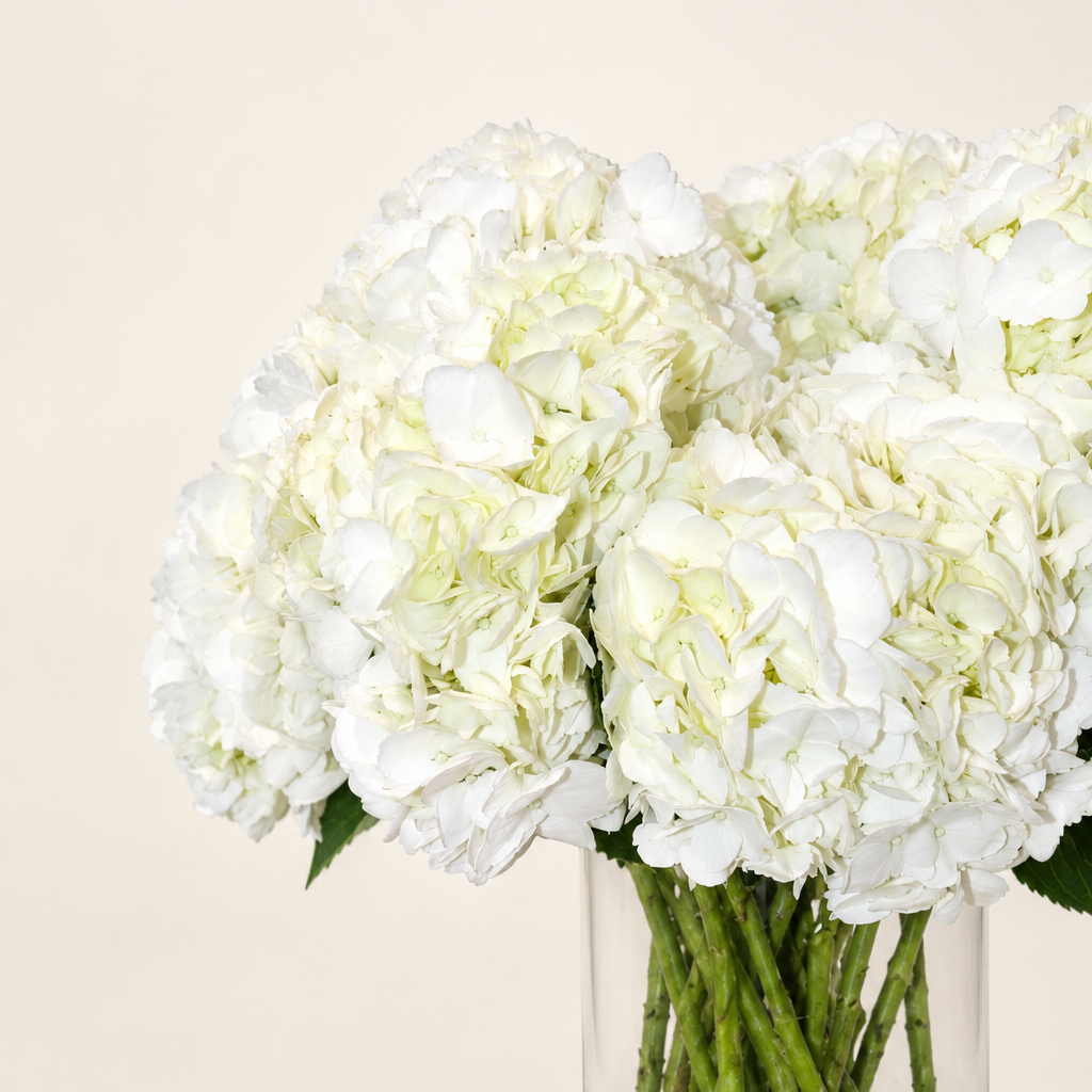 Hortensias