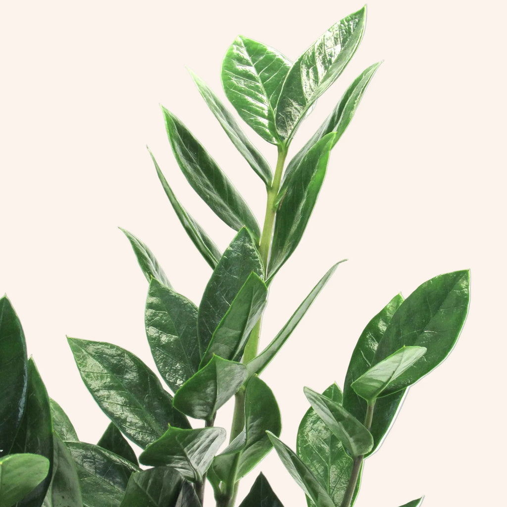 Zamioculcas