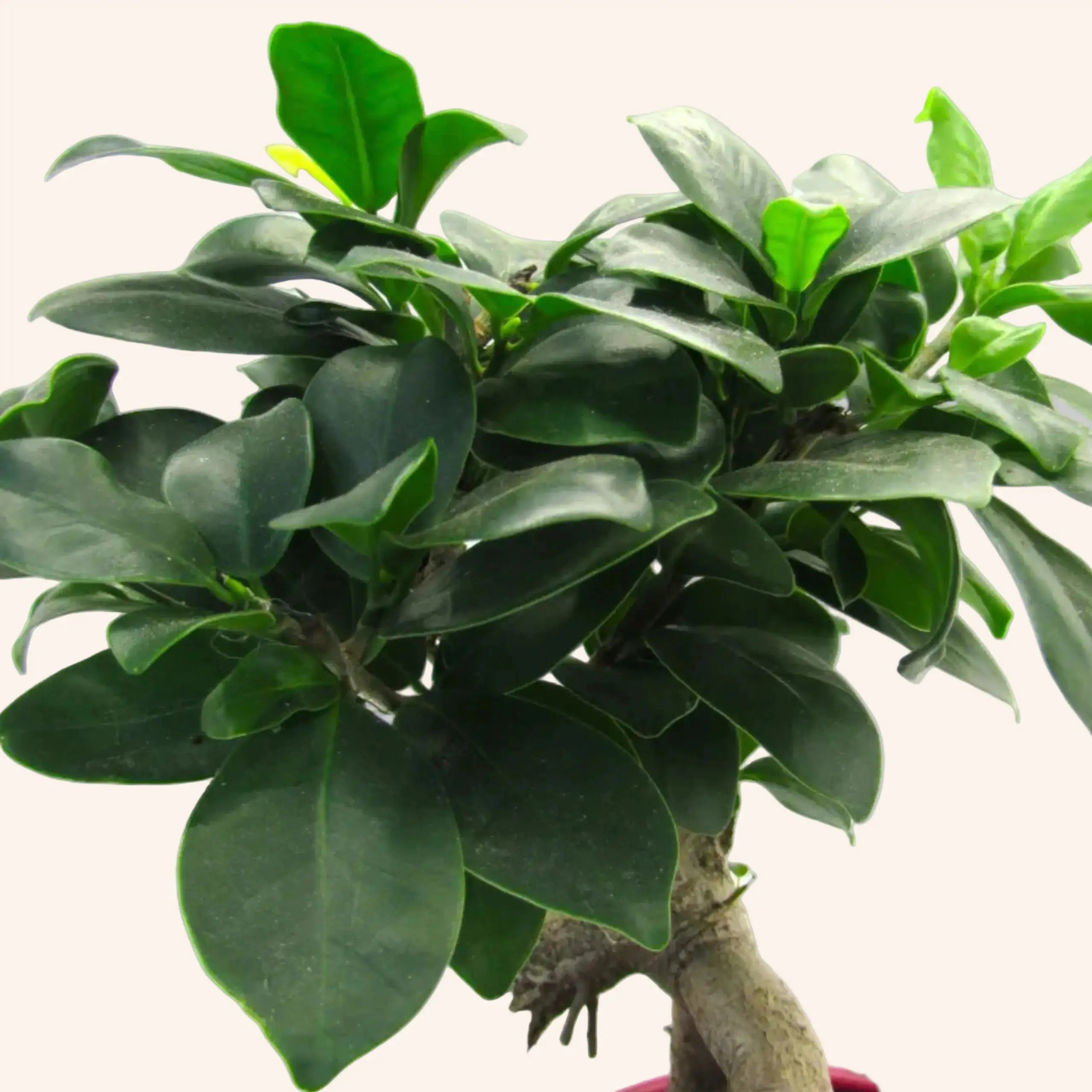 Ficus microcarpa Ginseng