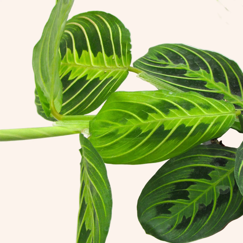Calathea