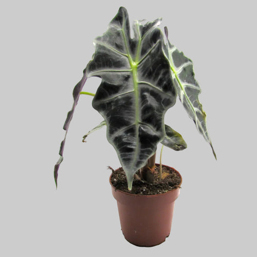 Alocasia — La planta que no pasa desapercibida. Nunca.