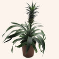 Pineapple plant
