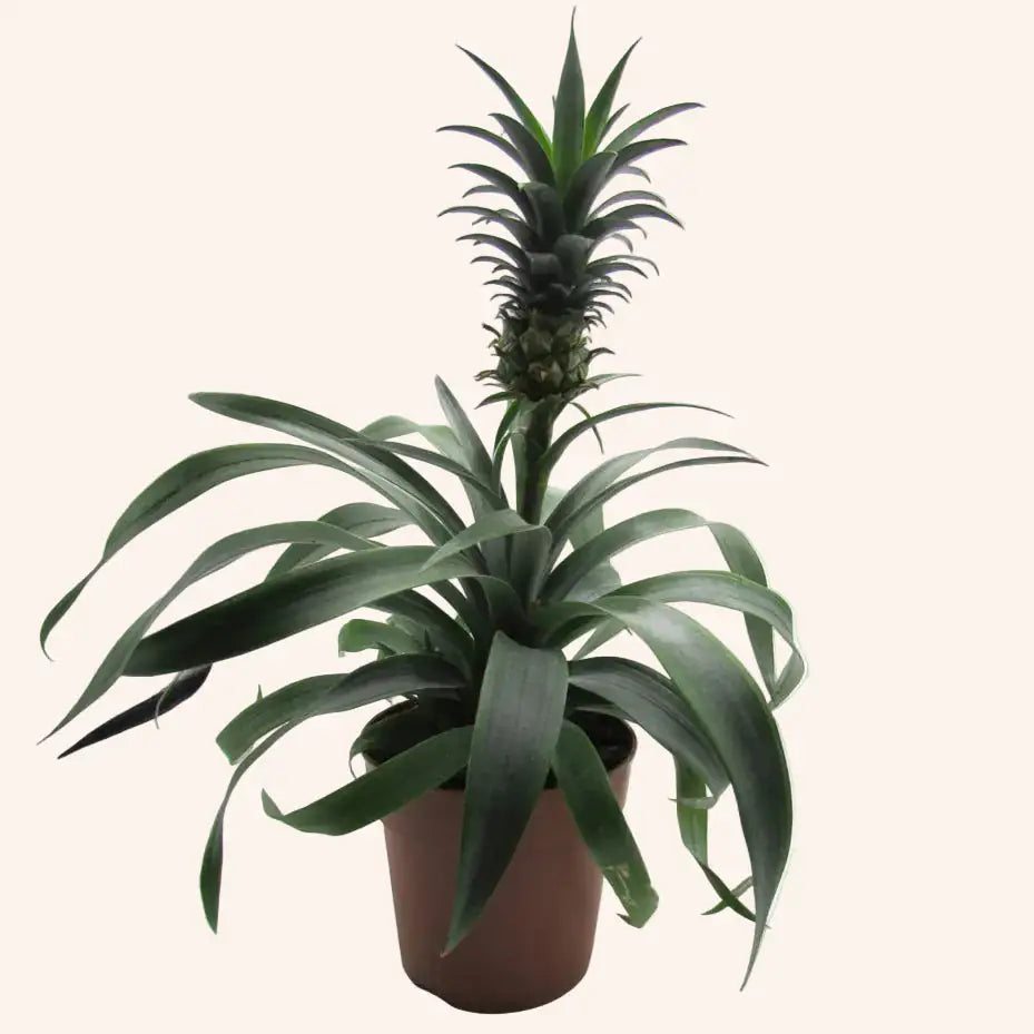Planta de la Piña