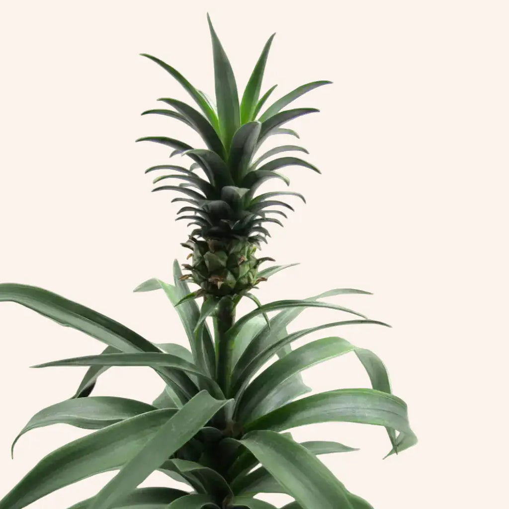 Pineapple plant