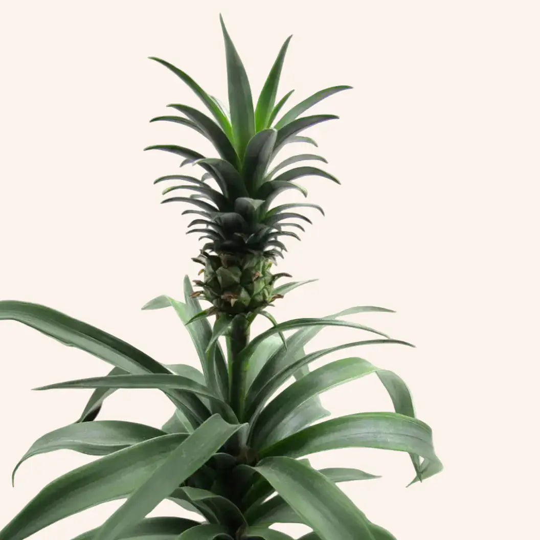 Planta de la Piña