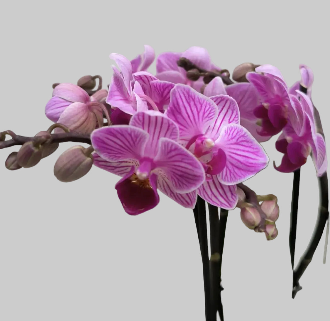 Phalaenopsis Mini Rosada — Delicada. Viva. Irresistible.