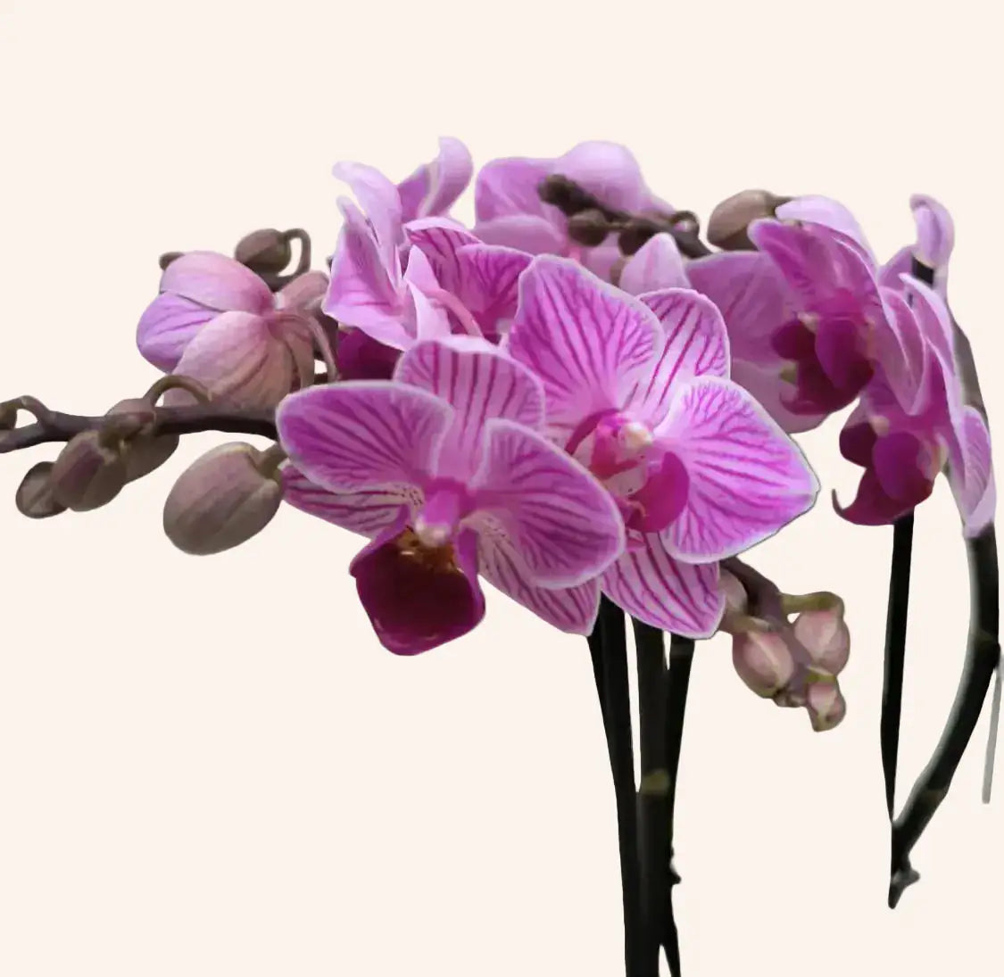 Phalaenopsis Mini Rosada