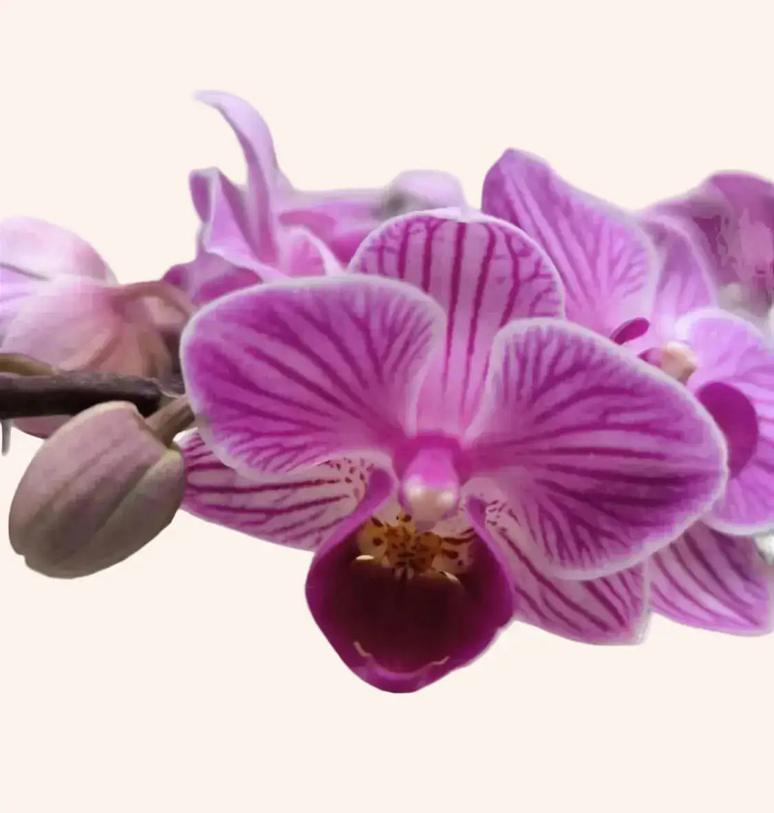 Phalaenopsis Mini Rosada