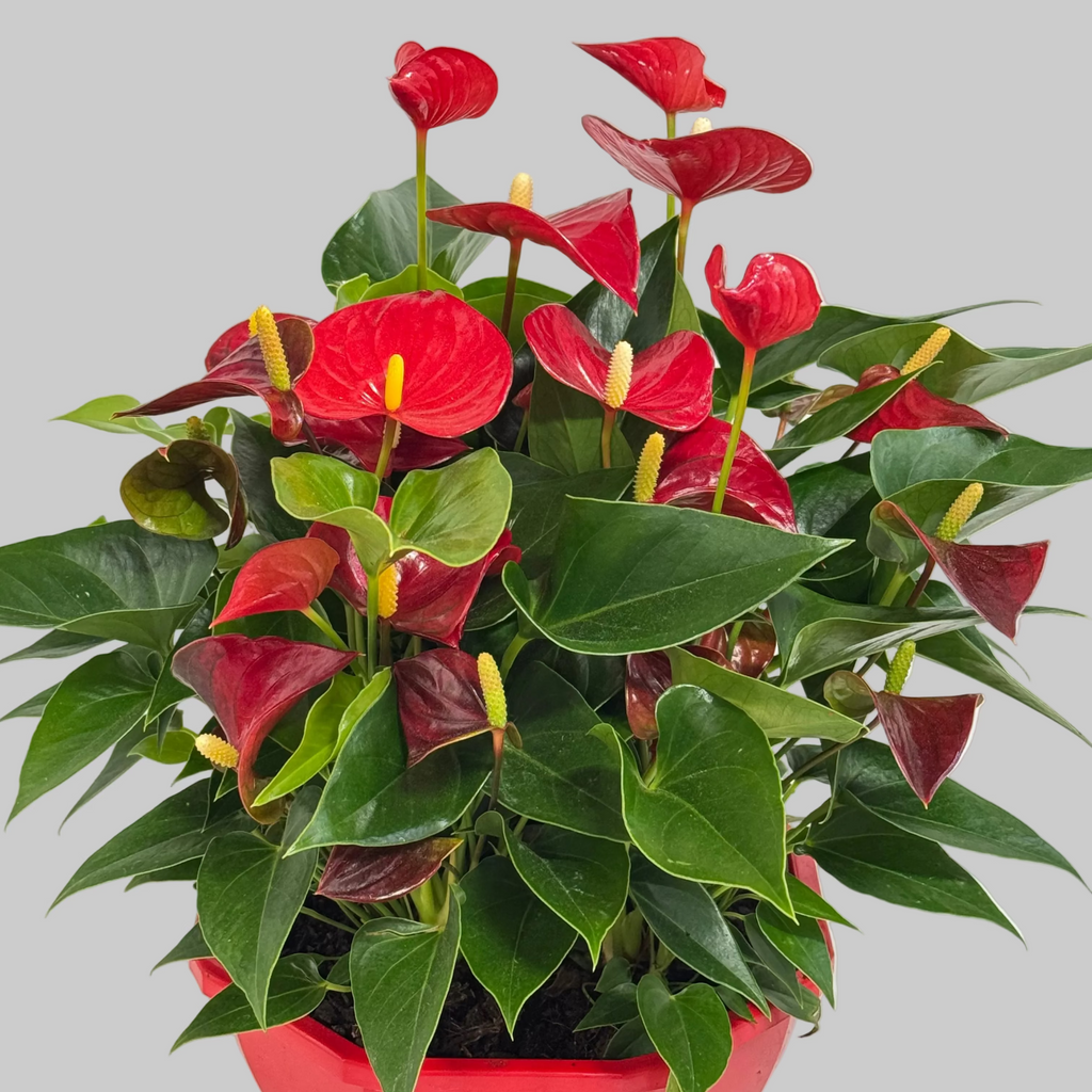 Anthurium — La flor que no se rinde.