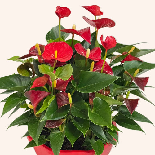 Anthurium