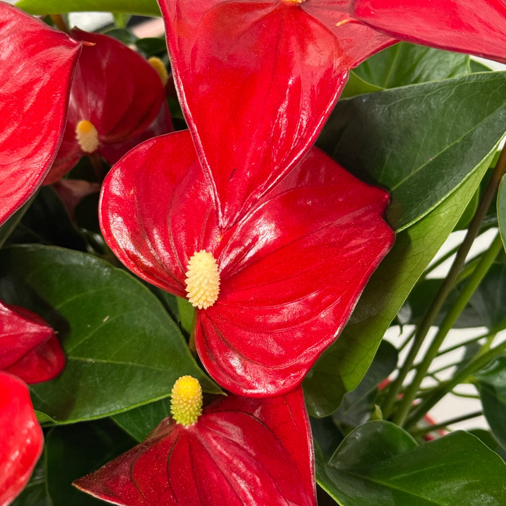 Anthurium — La flor que no se rinde.