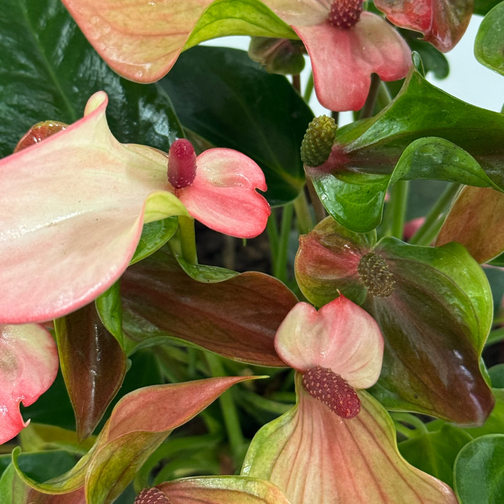 Anthurium — La flor que no se rinde.