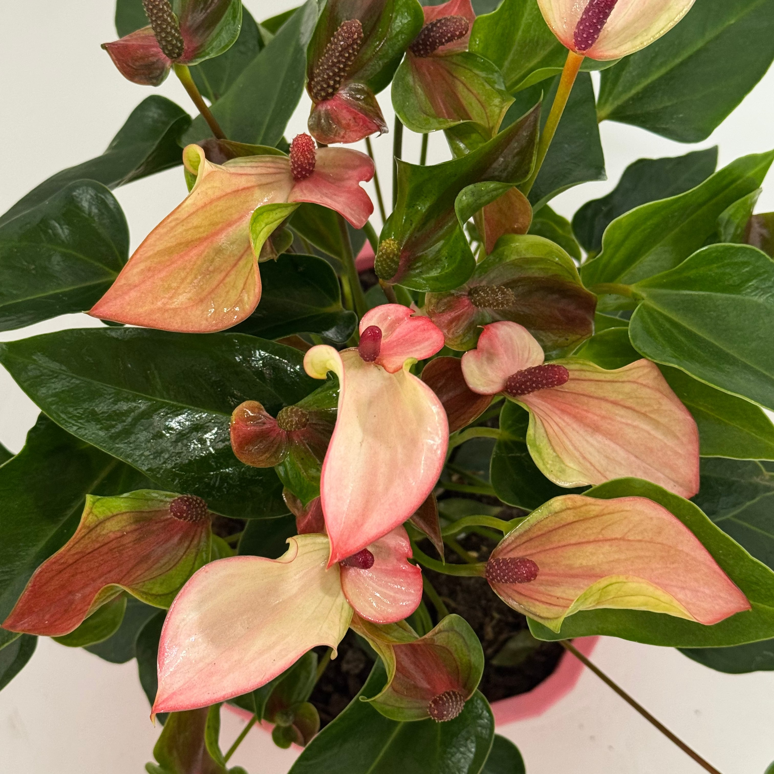 Anthurium — La flor que no se rinde.