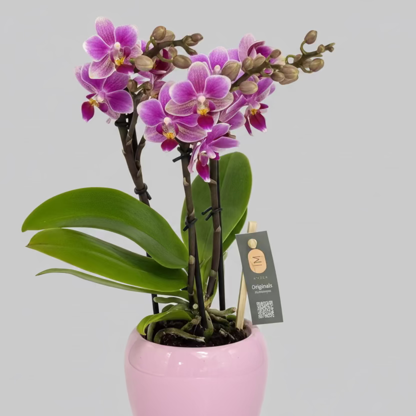 Phalaenopsis Mini Rosada — Delicada. Viva. Irresistible.