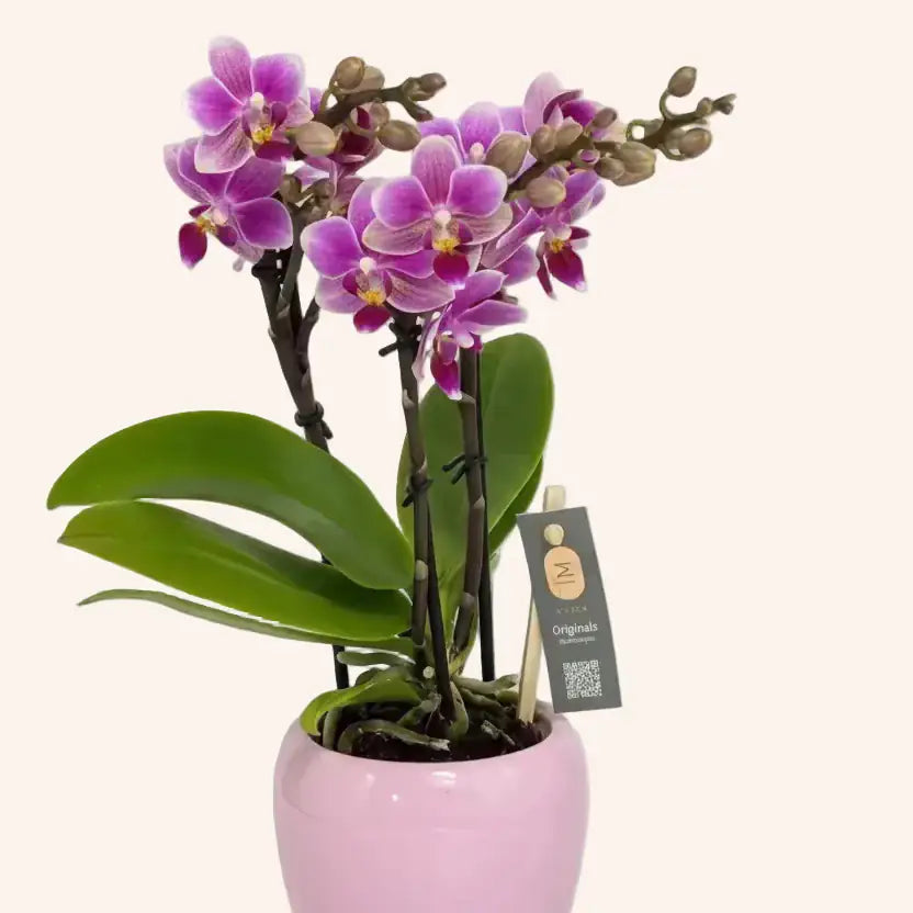 Phalaenopsis Mini Rosada