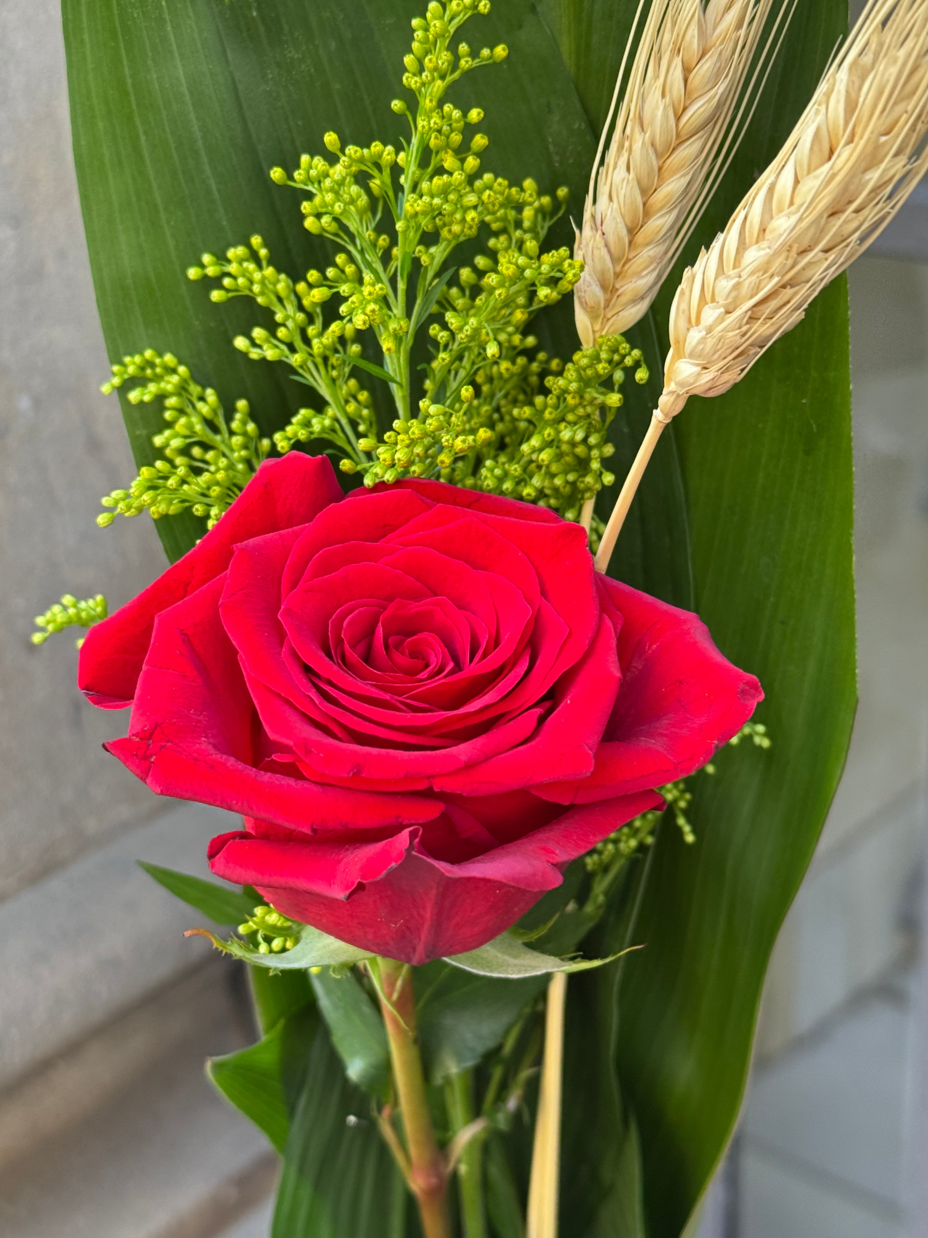 Rosa Pètals i Pàgines