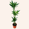 Dracaena Fragans (Janet Lind)