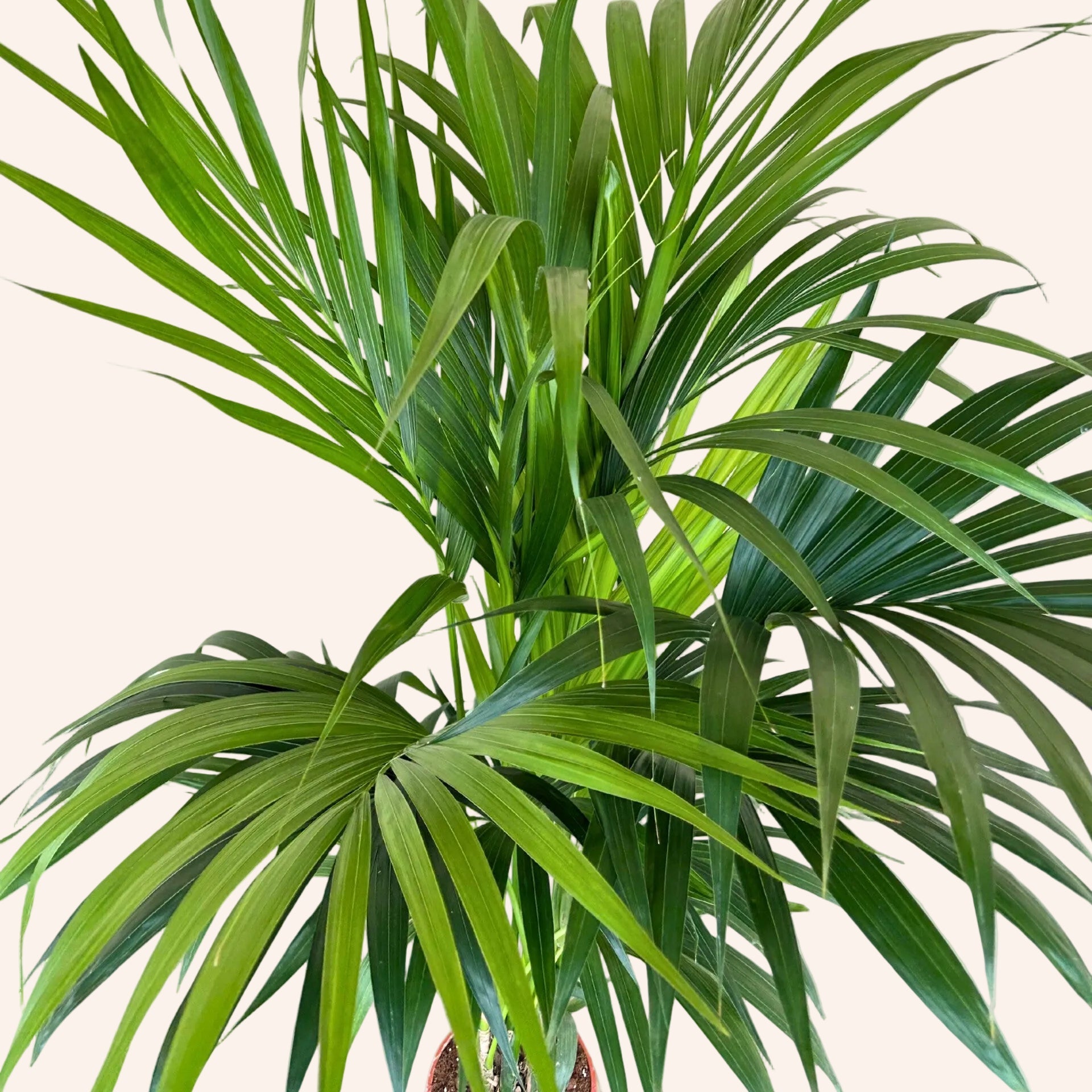Howea Forsteriana (Kentia)