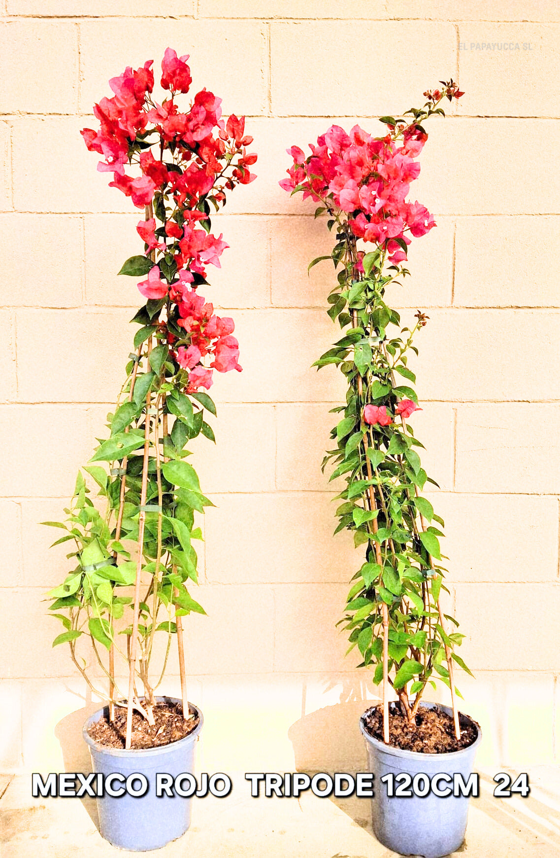Bougainvillea Spectabilis (Buganvilla Roja — Trípode)
