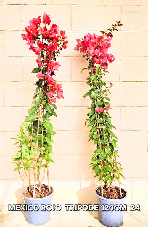 Bougainvillea Spectabilis (Buganvilla Roja — Trípode)