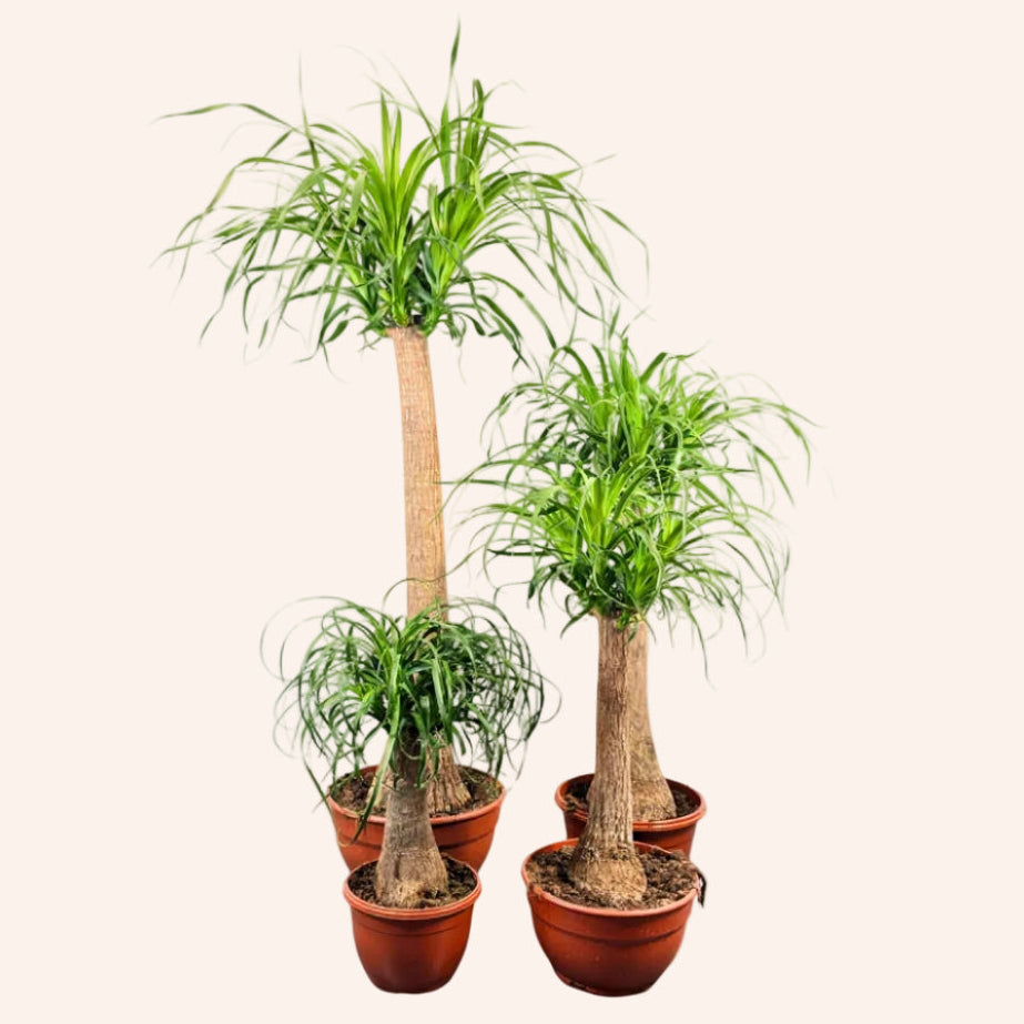 Beaucarnea Recurvata (Pata de elefante / Cola de caballo — 90 cm tronco)