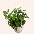 Monstera Adansonii (Costilla de Adán perforada)