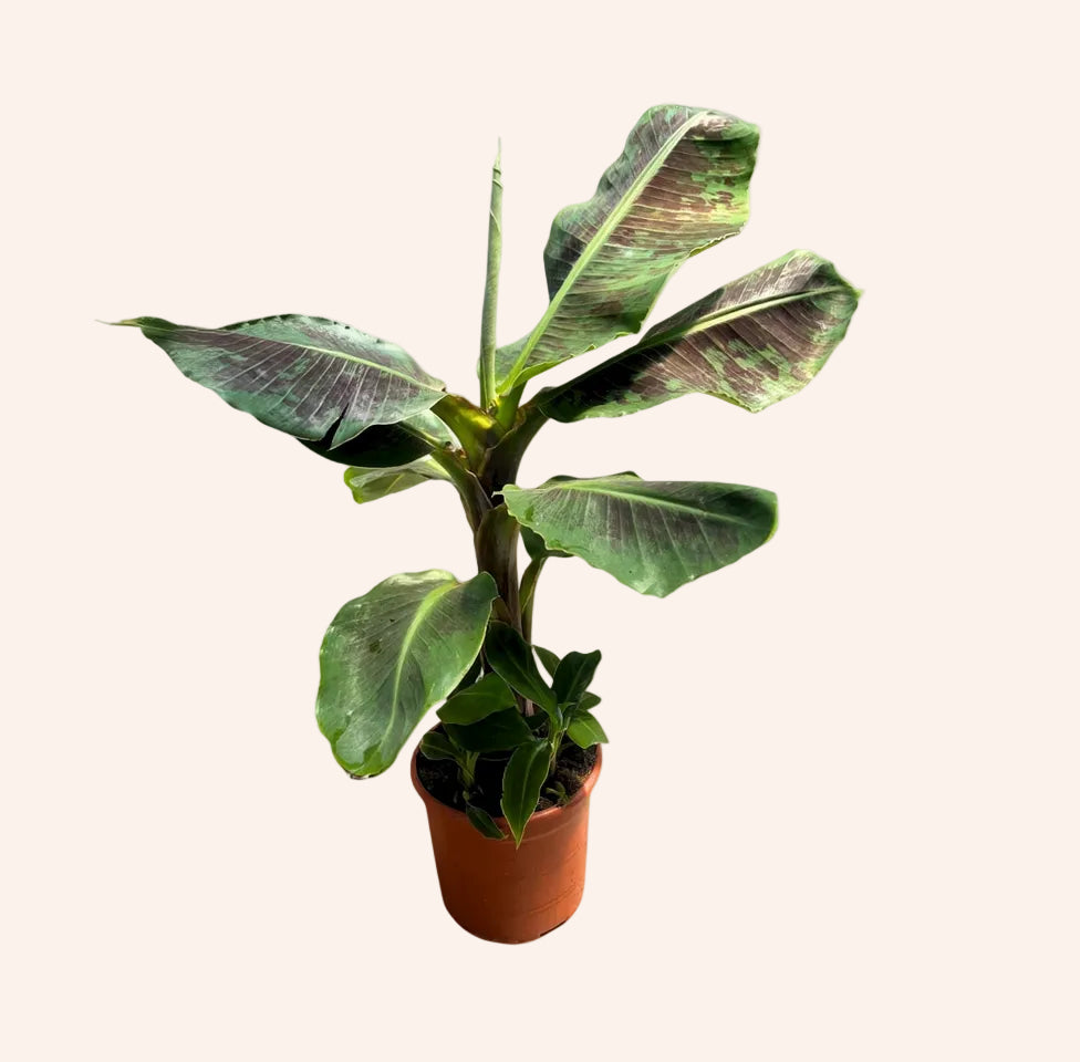 Musa (Platanera)