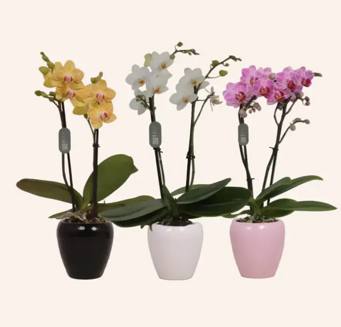 Phalaenopsis Mini Rosada