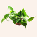 Pothos