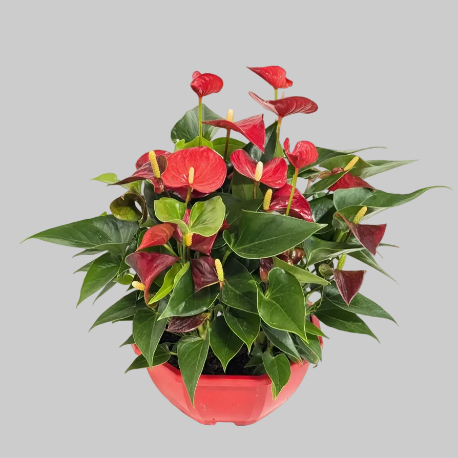 Anthurium — La flor que no se rinde.