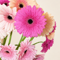 Gerbera Taronja