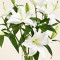 Lirio Oriental