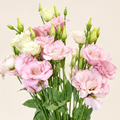 Lisianthus