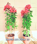 Bougainvillea Spectabilis (Buganvilla Sangre — Arco)